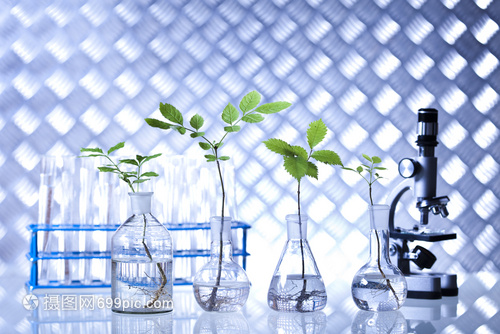 玻璃瓶中绽放的科技之花 转基因植物在生物技术中的新探索